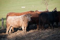 Hausrind (156 von 174).jpg